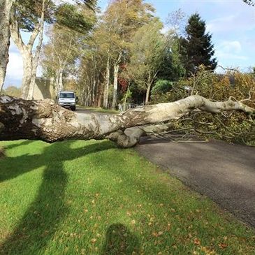 Boomverzorger verwijdert stormschade