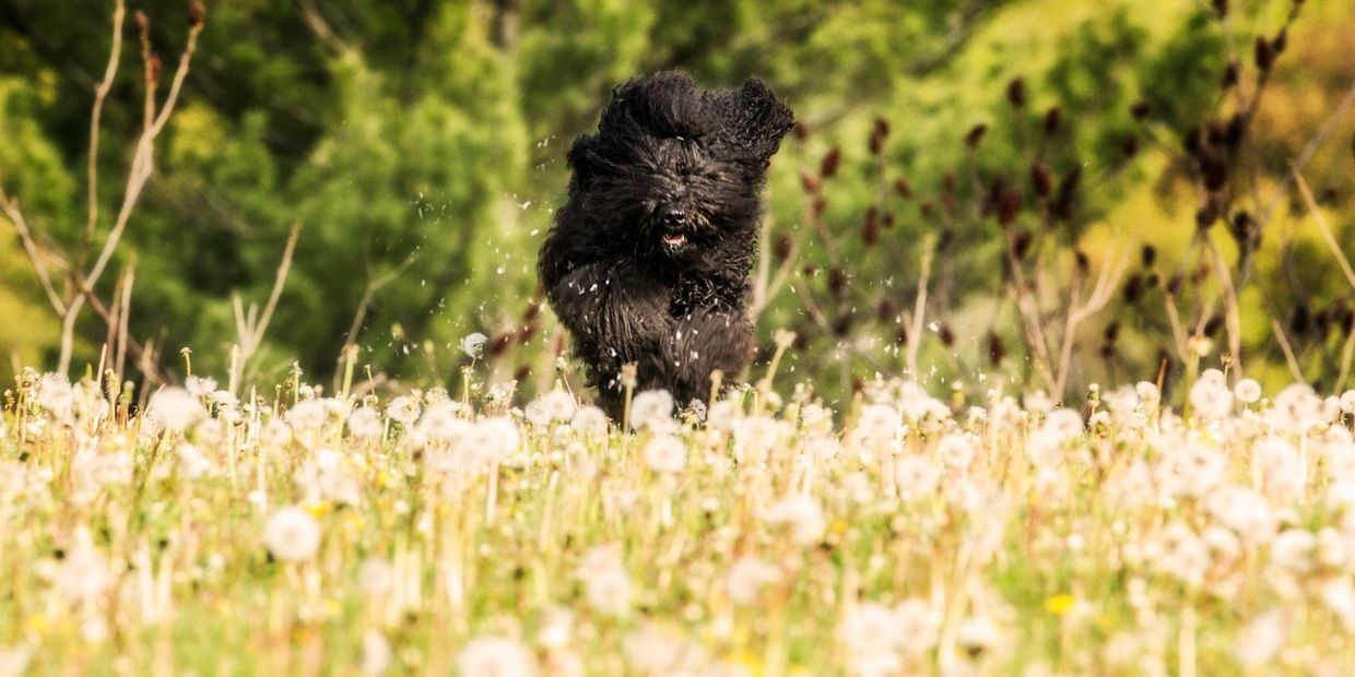 Barbet running outside, photo by Helle Fisher, © Northrock Barbets - All Rights Reserved.