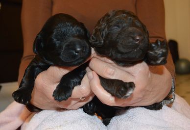 Young Barbet puppies, © Northrock Barbets - All Rights Reserved.