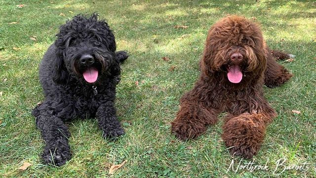 Frequently Asked Questions about Barbets