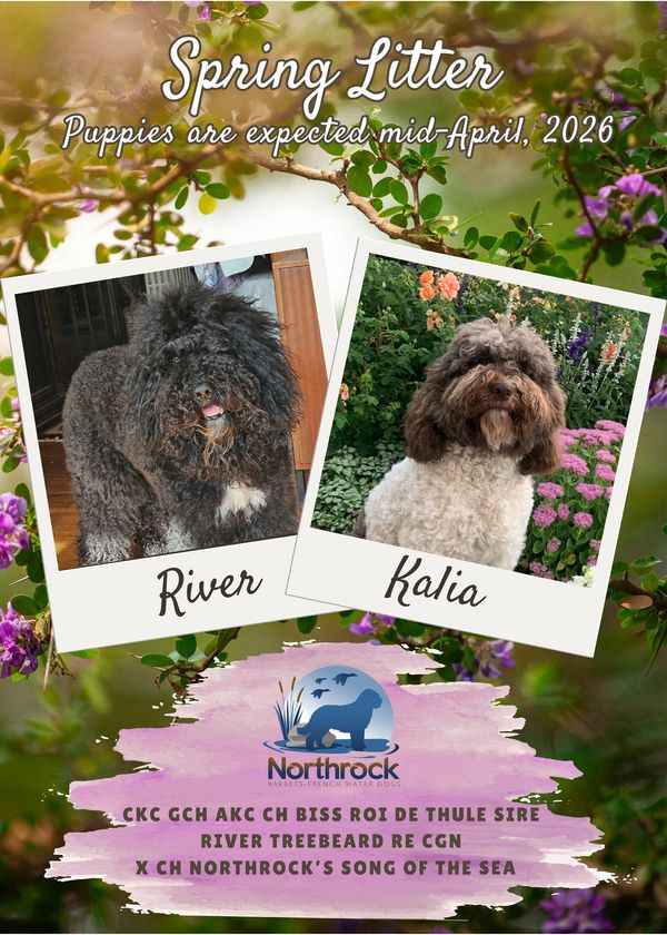Announcement showing two Barbet dogs. Barbet puppy plans at Northrock Barbets. Spring 2026 Litter.