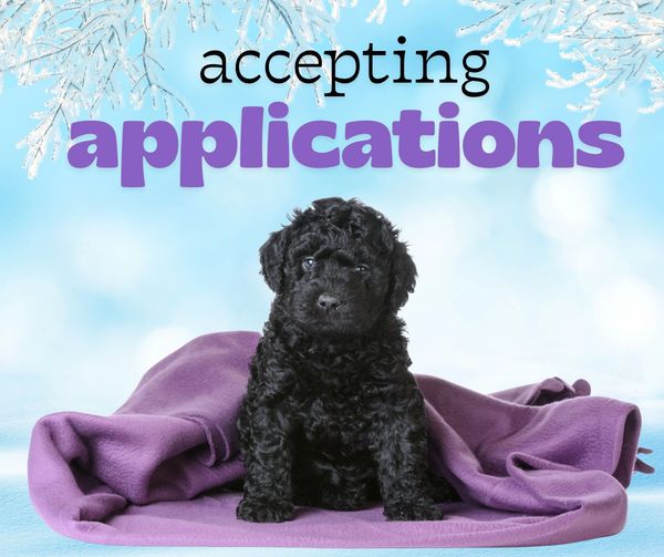 barbet puppy for sale in Ontario