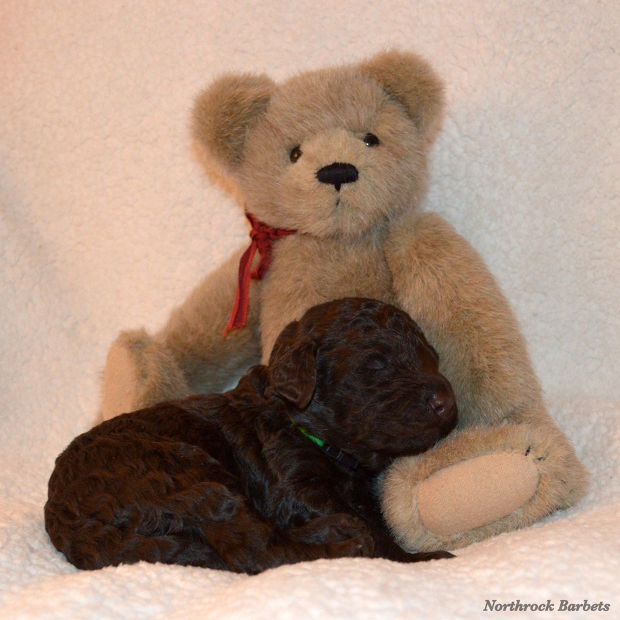 Barbet puppy sleeping next to a teddy bear.