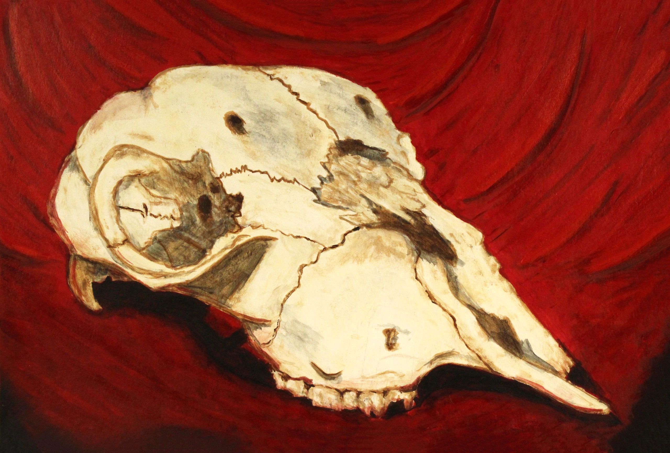 Stephanie Resh, Doe-Skull, 2026, Acrylic on Bristol, (11x14)