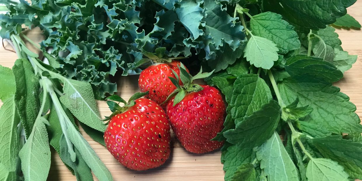 fresh food, strawberries, sage, kale, lemon balm, home gardening