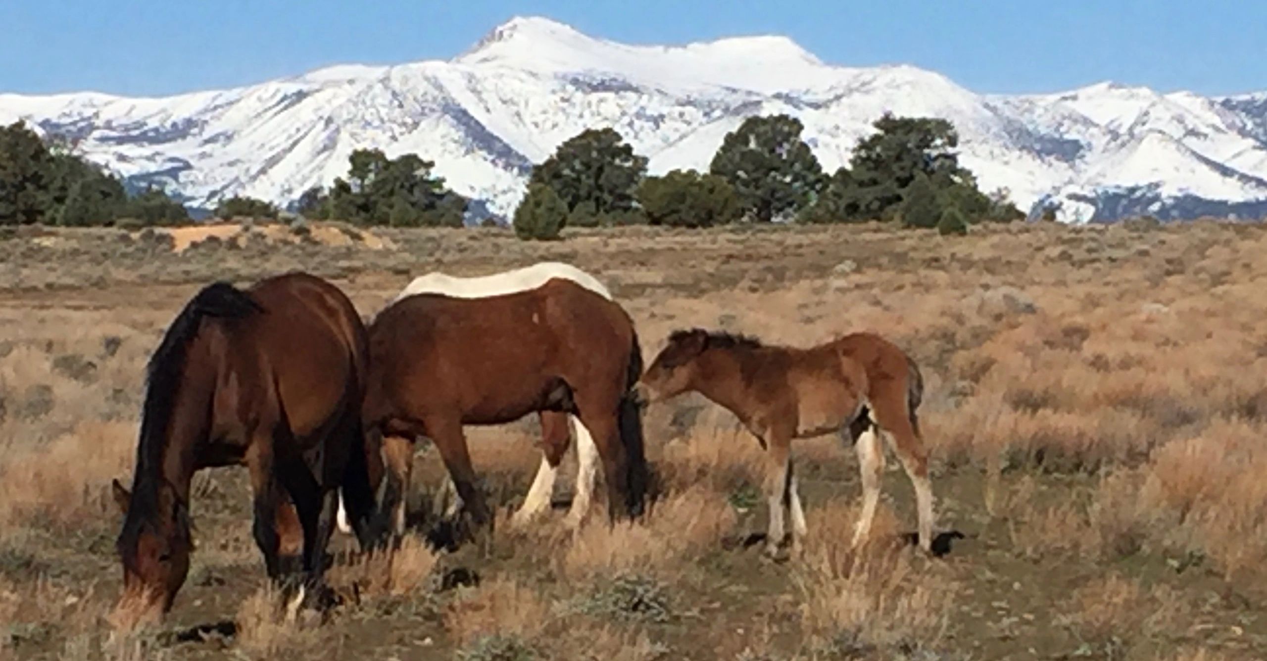 Virginia Highland Mustangs
                Reno, Nevada
