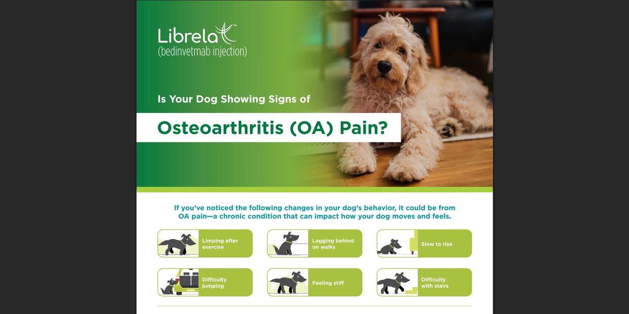 Informative dog osteoarthritis pain symptoms with a cute dog image.
