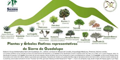 Infografía especies nativas.