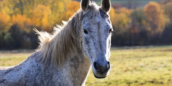 Close-up of a white horse with a speckled coat in a sunlit field.