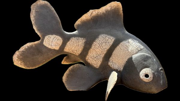 A dark fish with wide fins and distinctive pale stripes and spots on its body.