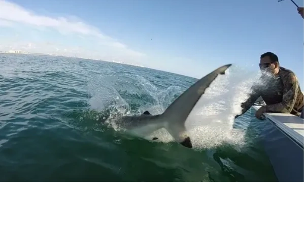 shark fishing daytona beach