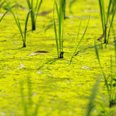 Green aquatic plants growing through a surface covered in green algae.