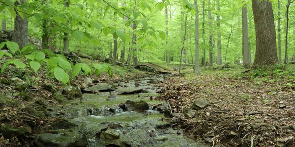 Stream in a forest