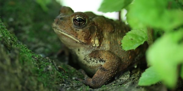 Toad