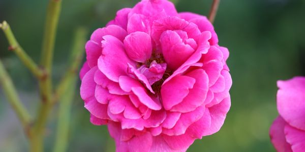Pink Flower