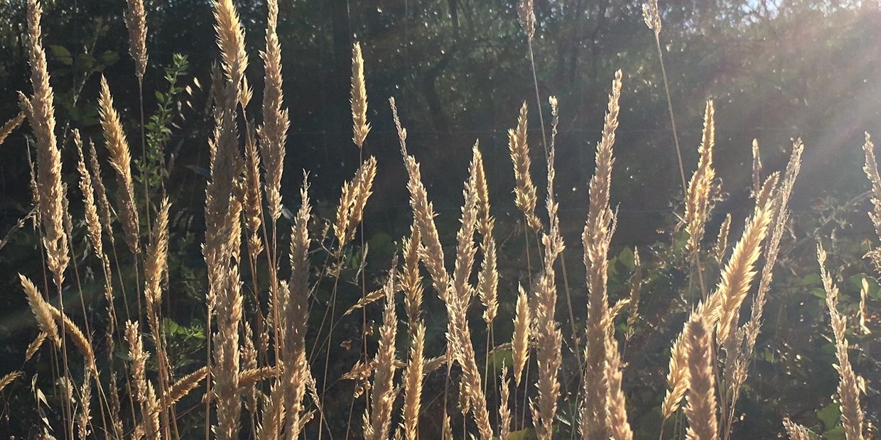 tall brown grasses in sunlight