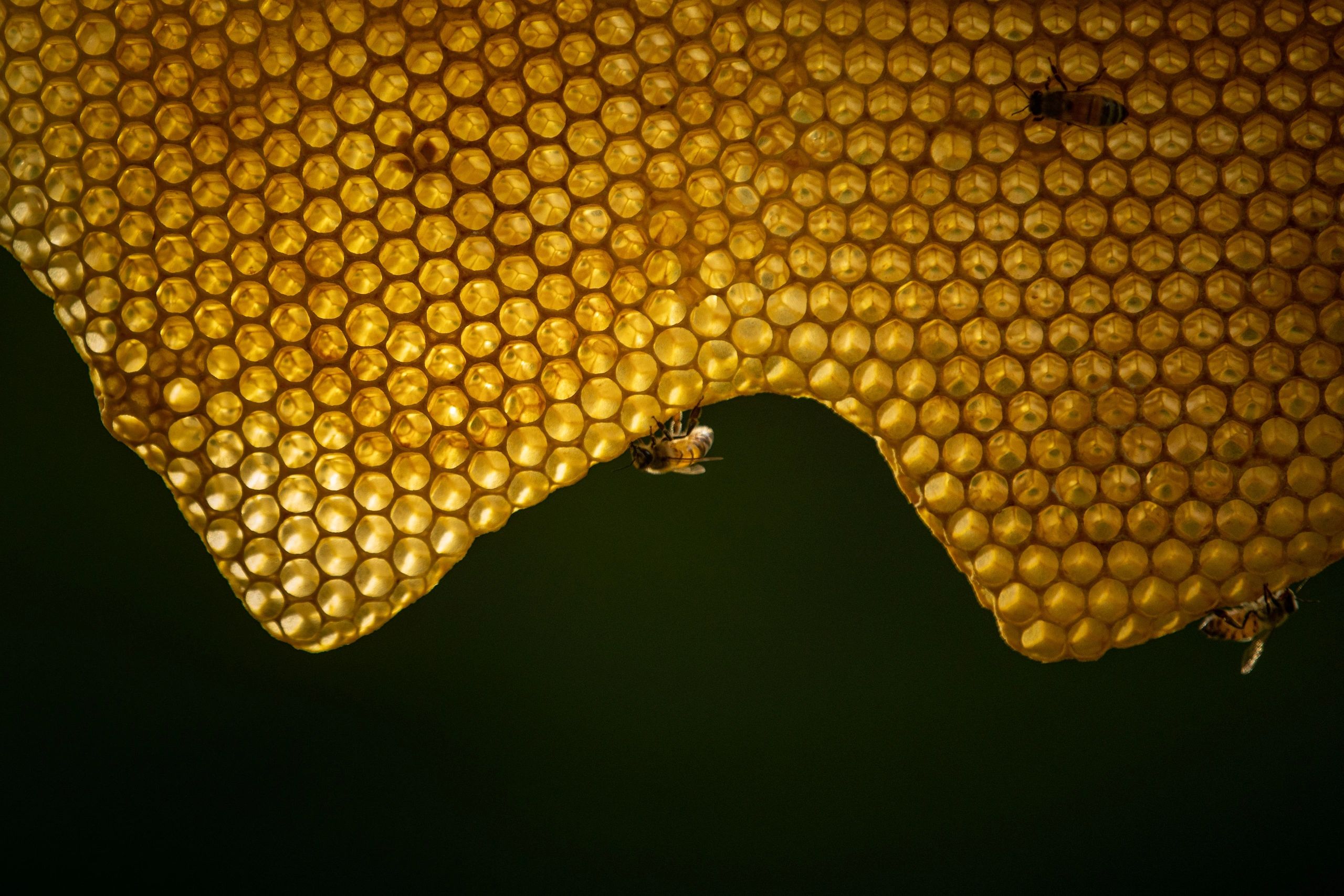 Naturally drawn comb cells filled with honey glisten in sunlight while a few bees tend to the comb. 