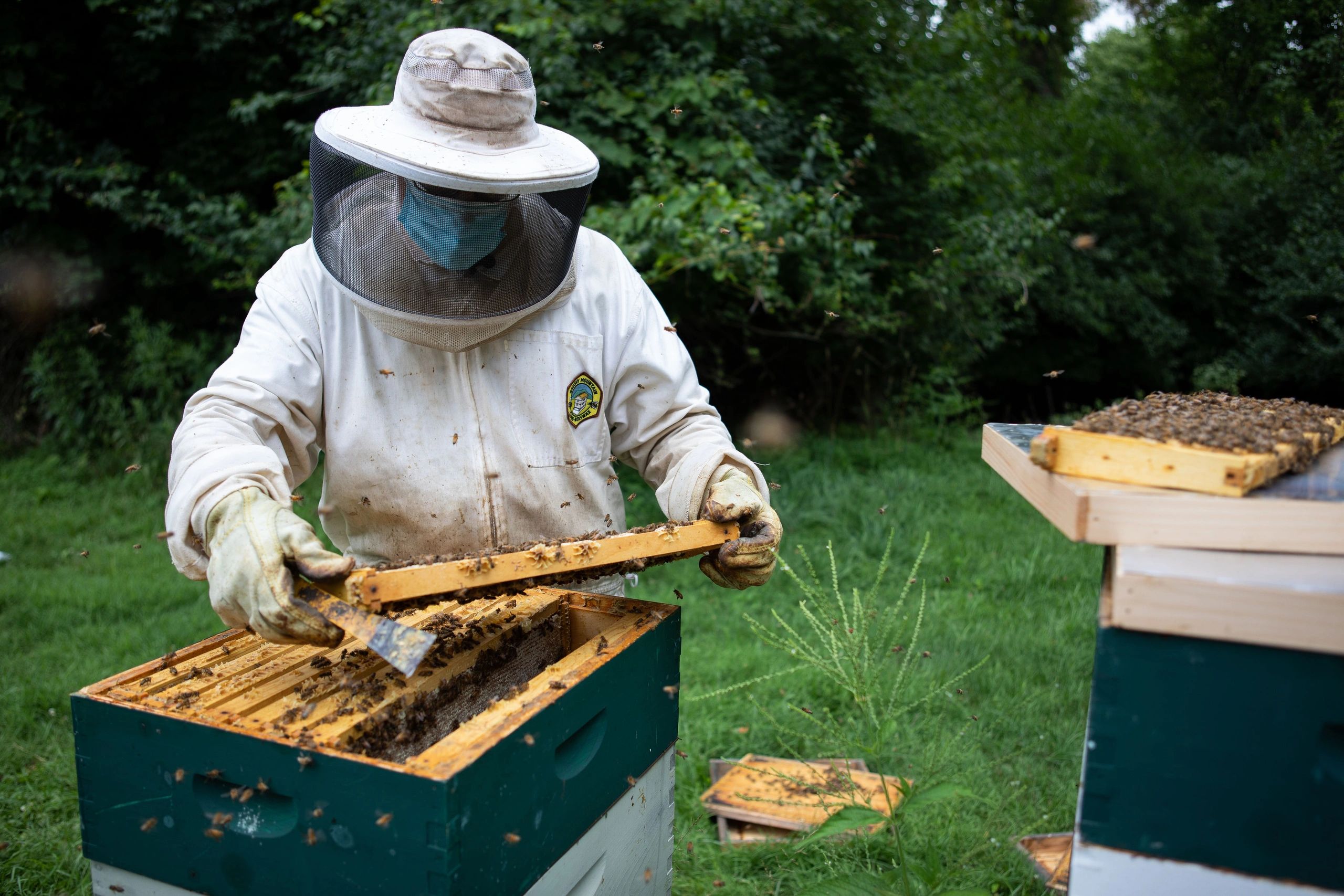 Beekeeper Joe checks inspects a hive box 