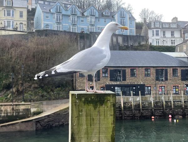 A seagull perched by the river in Looe with The Sardine Factory restaurant in the background