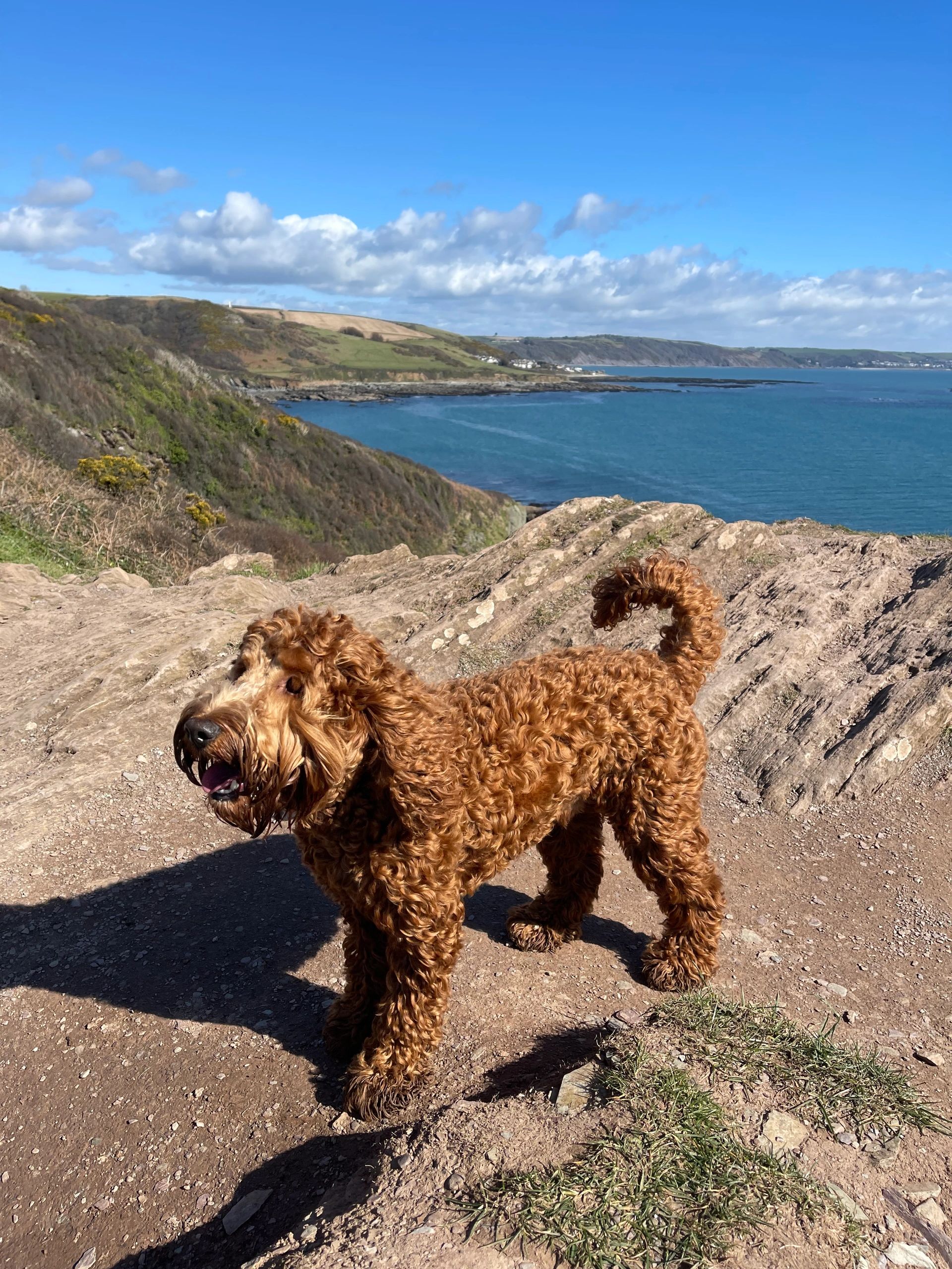 Dog in sunshine on path with sea and Looe in the background