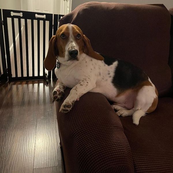 Arthur the Bassett Hound