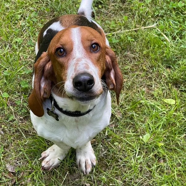 Arthur the Bassett Hound