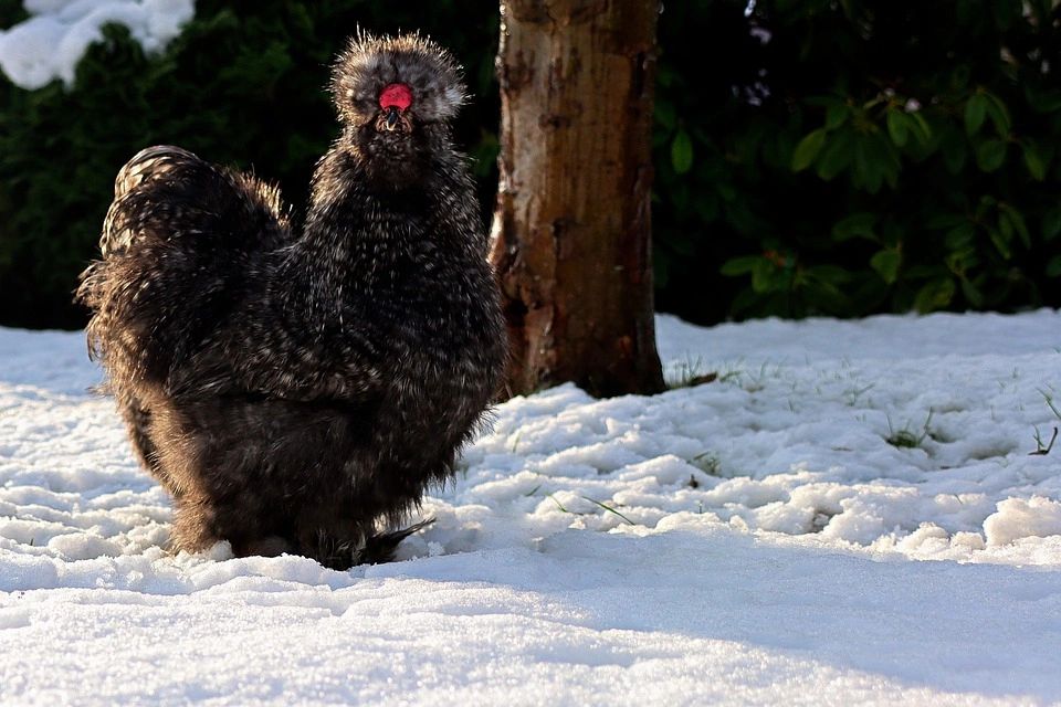 Winterizing Your Chicken Coop