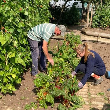 Two people harvesting vegetables in a garden on a sunny day.