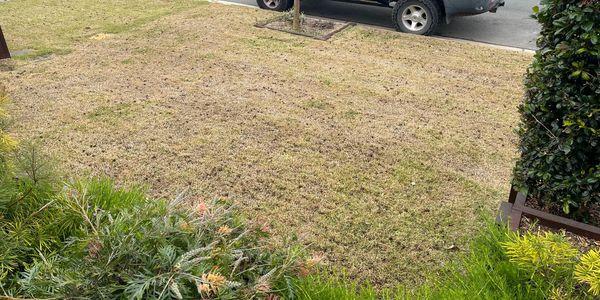 Lawn renovation progress picture showing aeration and de-thatching.