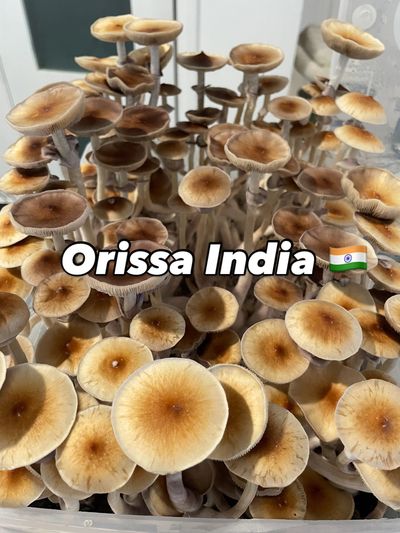 A super exotic strain found in Orissa India 🇮🇳 