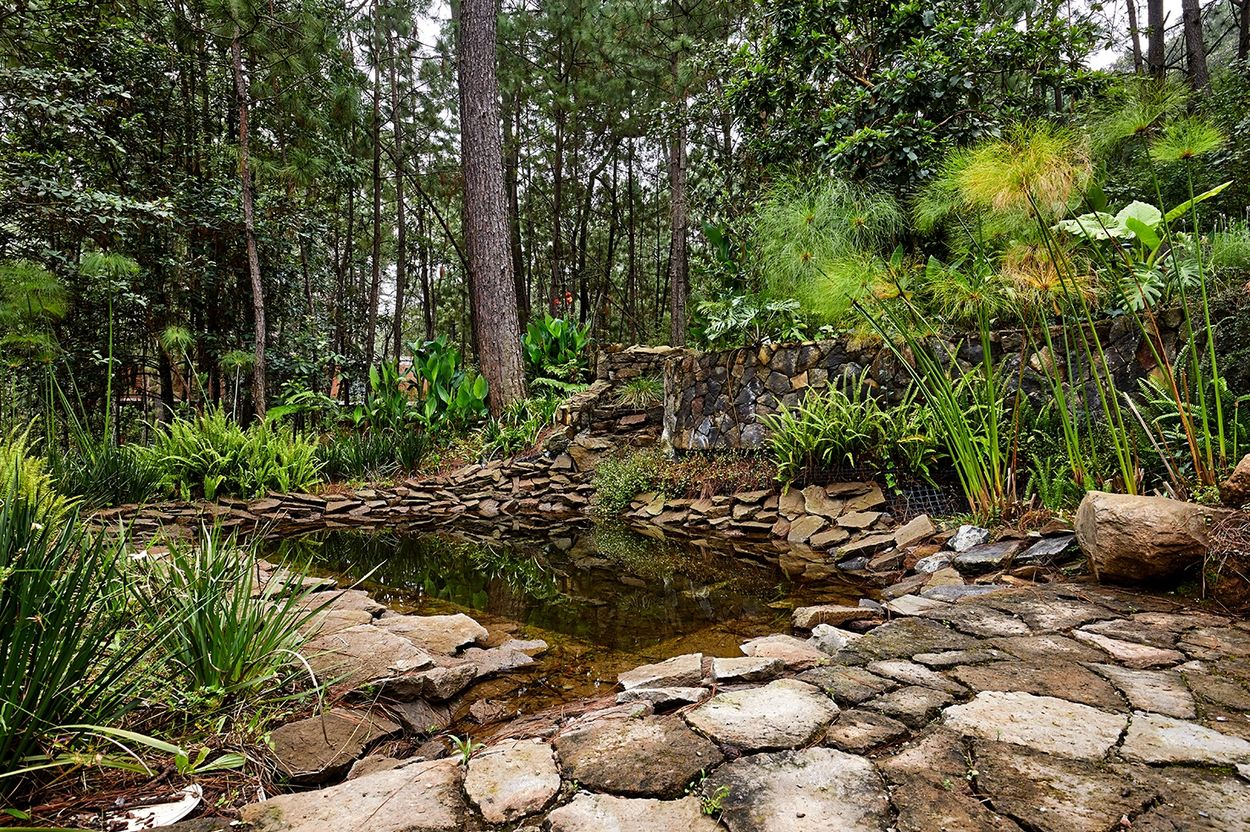 Jardin en bosque de Avándaro. Estanque, reservorio, captación de agua. Helechos, sustentabilidad