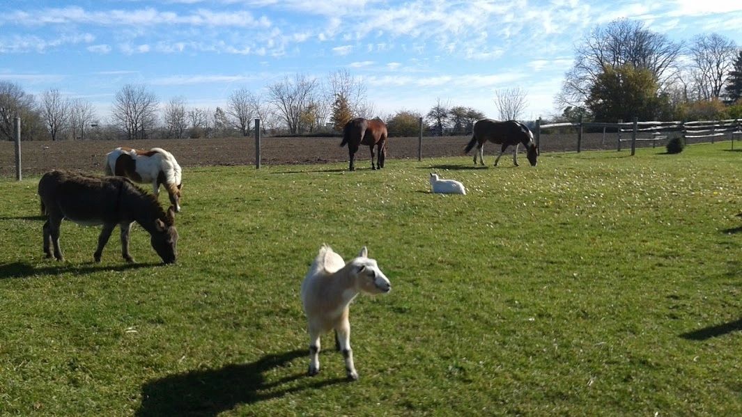 A peaceful farm scene with horses, a donkey, and a goat grazing on green grass.