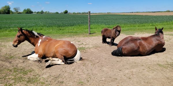 Two large horses lying down with a small pony standing between them in a sunny field.