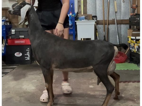 A person holding a black goat indoors in a workshop area.