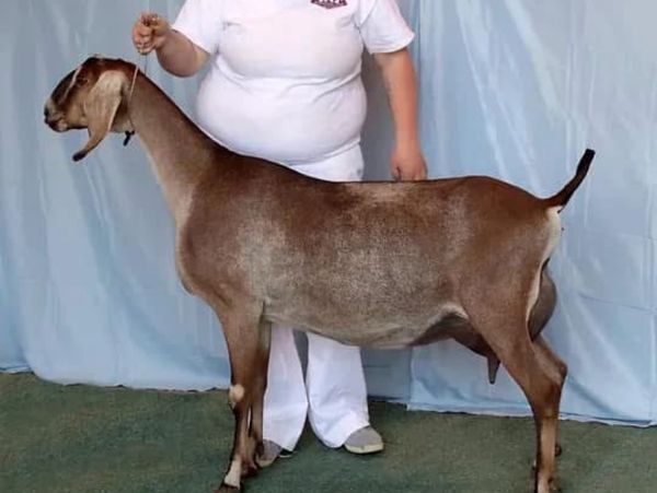 A brown goat being held by a person in white clothing against a blue backdrop.