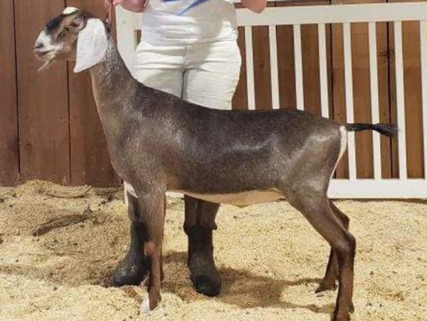 A person holding a dark brown goat with white ears indoors.