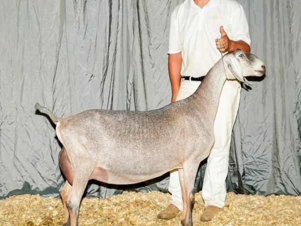 A well-groomed goat with a handler in a white outfit at a show.