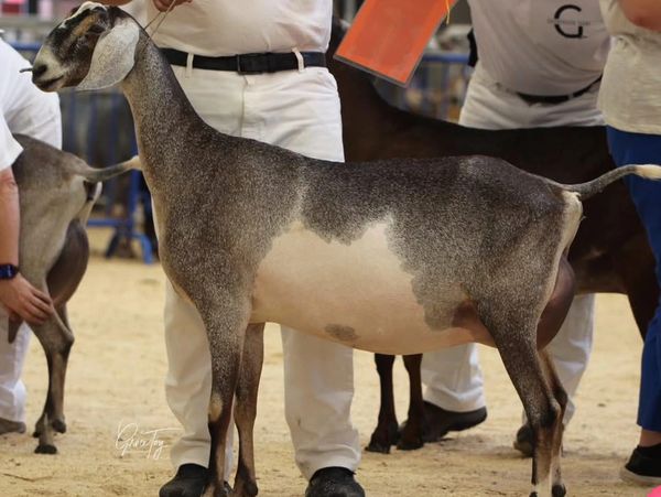 A show goat being held by a handler in a livestock event.