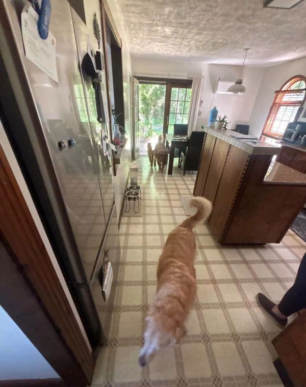Three dogs walking in a kitchen towards a door.