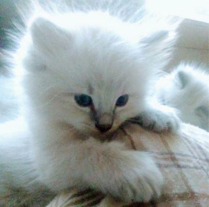 Seeet Baby Faryss Blue Point Snowtiger Balinese 