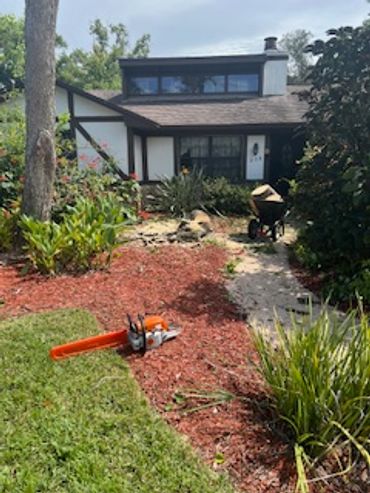 Same day Tree Service / Tree Trimming