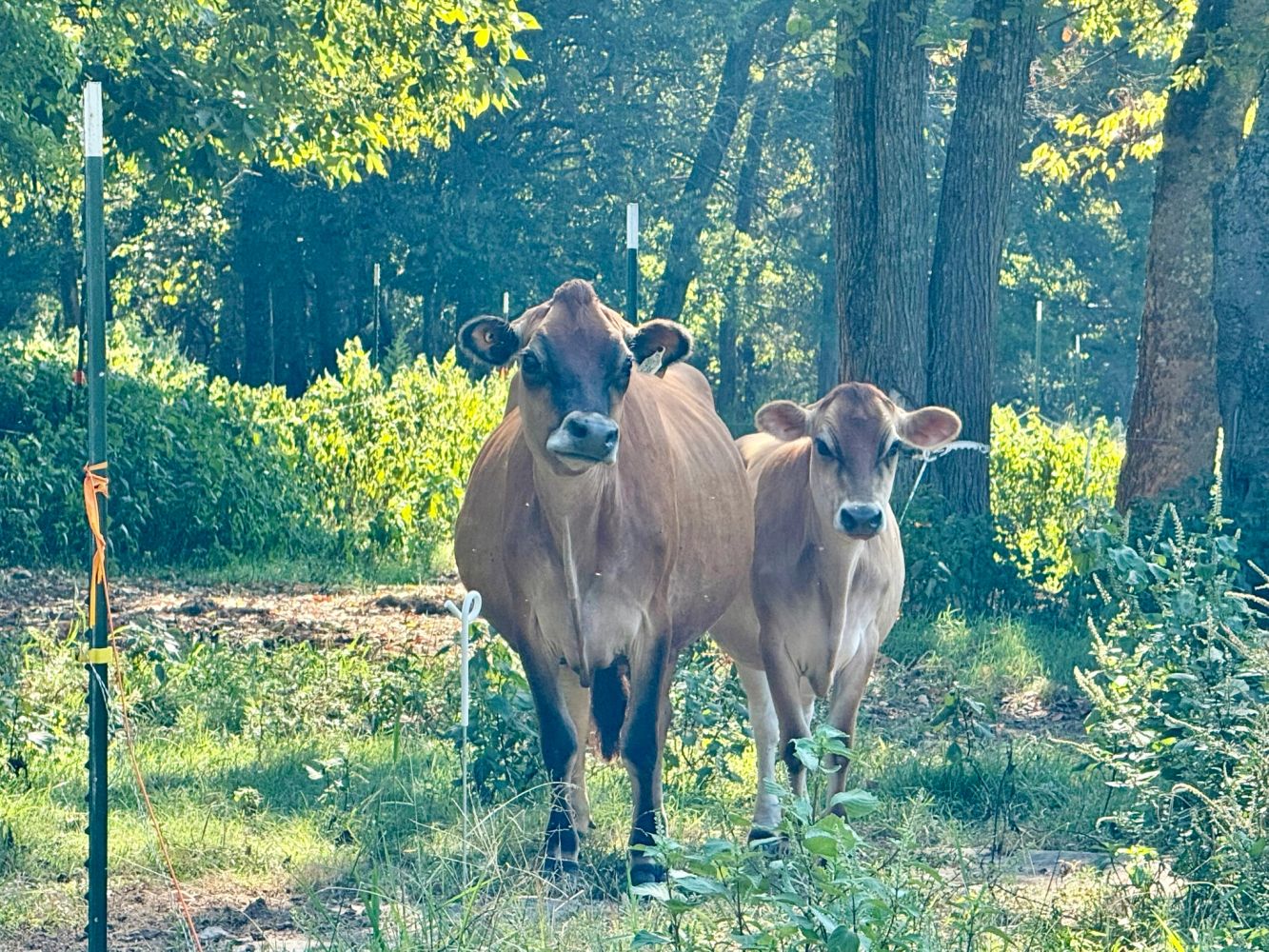 Zoe and Gracie in pasture