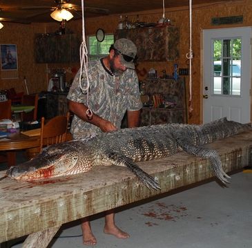 Guided gator hunting with Harlan Bigfoot Hatcher from swamp people 