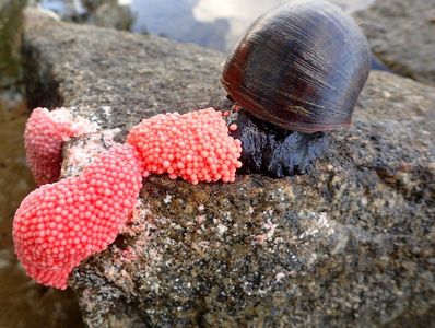 Snail on rock near clusters of bright pink snail eggs.