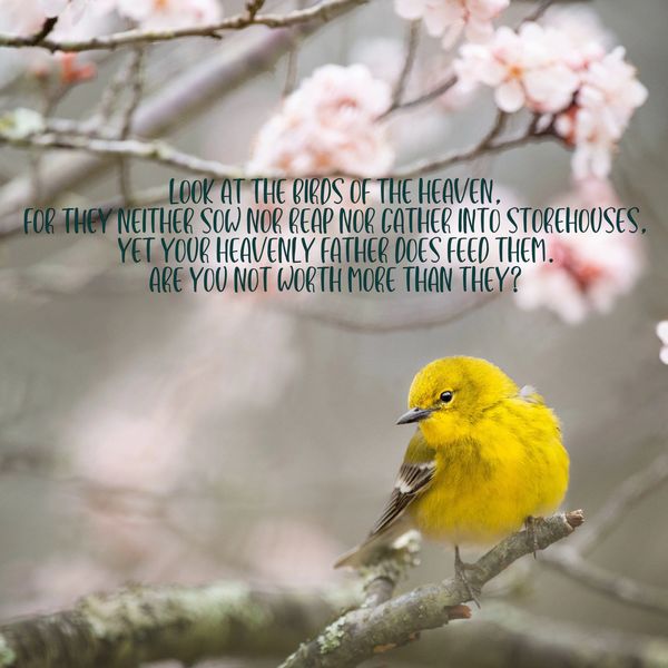birds of heaven, reap, gather, Heavenly Father, fed, don't worry, more worth than sparrows, heaven, 