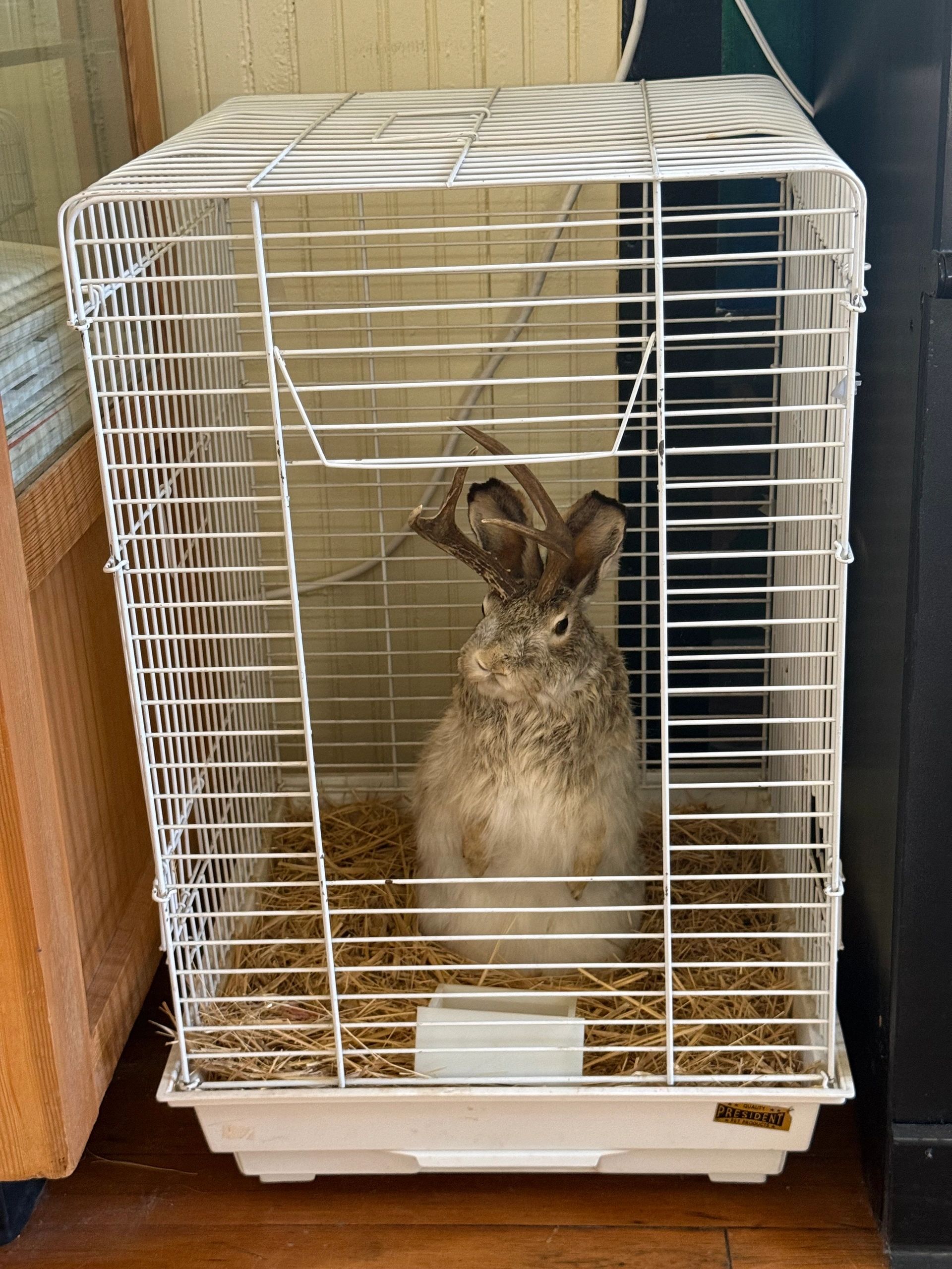 Douglas WY Taxidermy Hoax Jackalope displayed in a rodent cage. 
