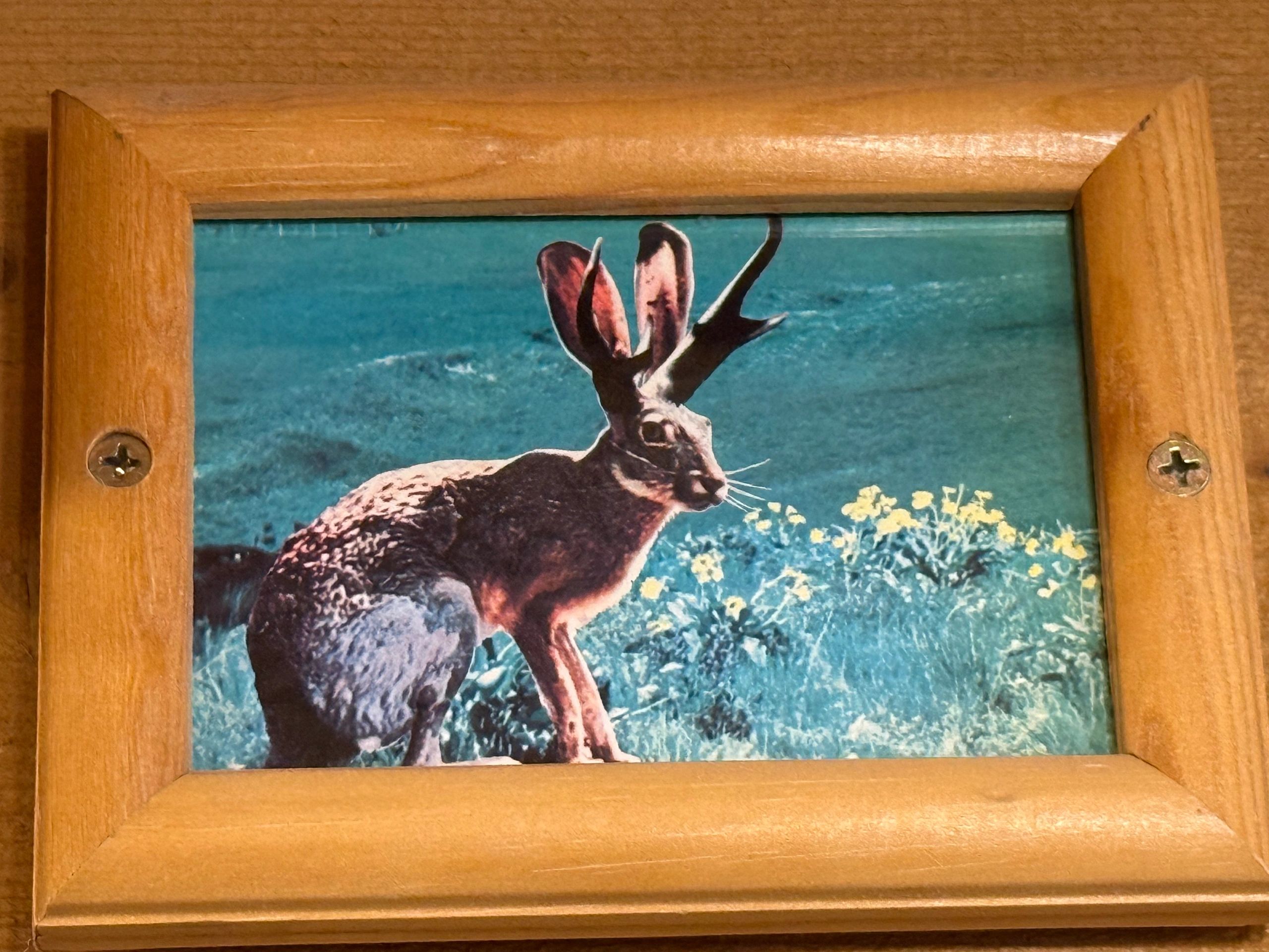 Authentic Jackalope image from a postcard