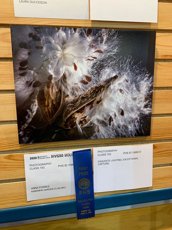 Milkweed seed pod photo