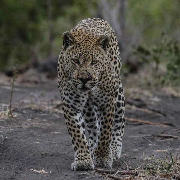 Leopard