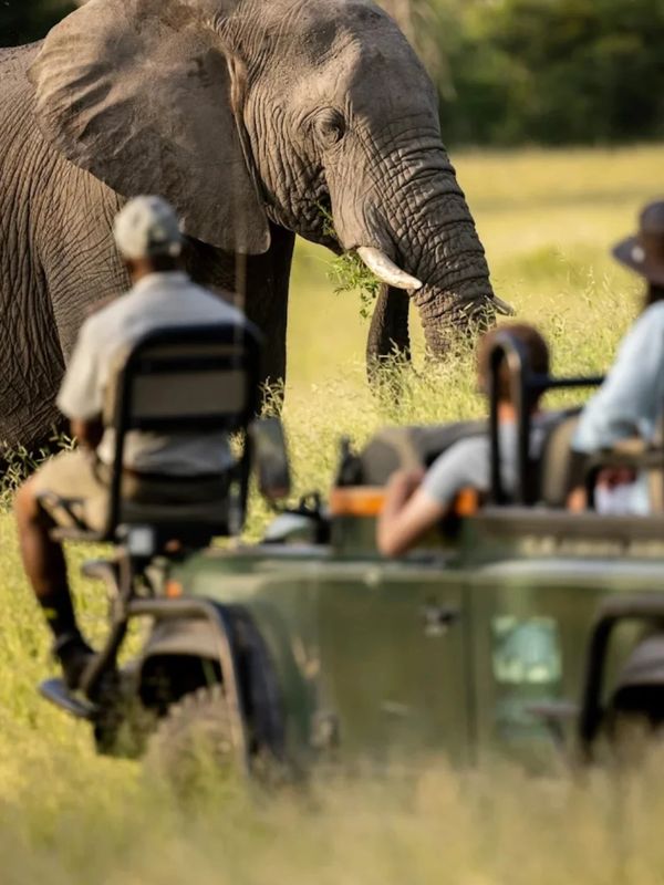 Game Drive with Elephant